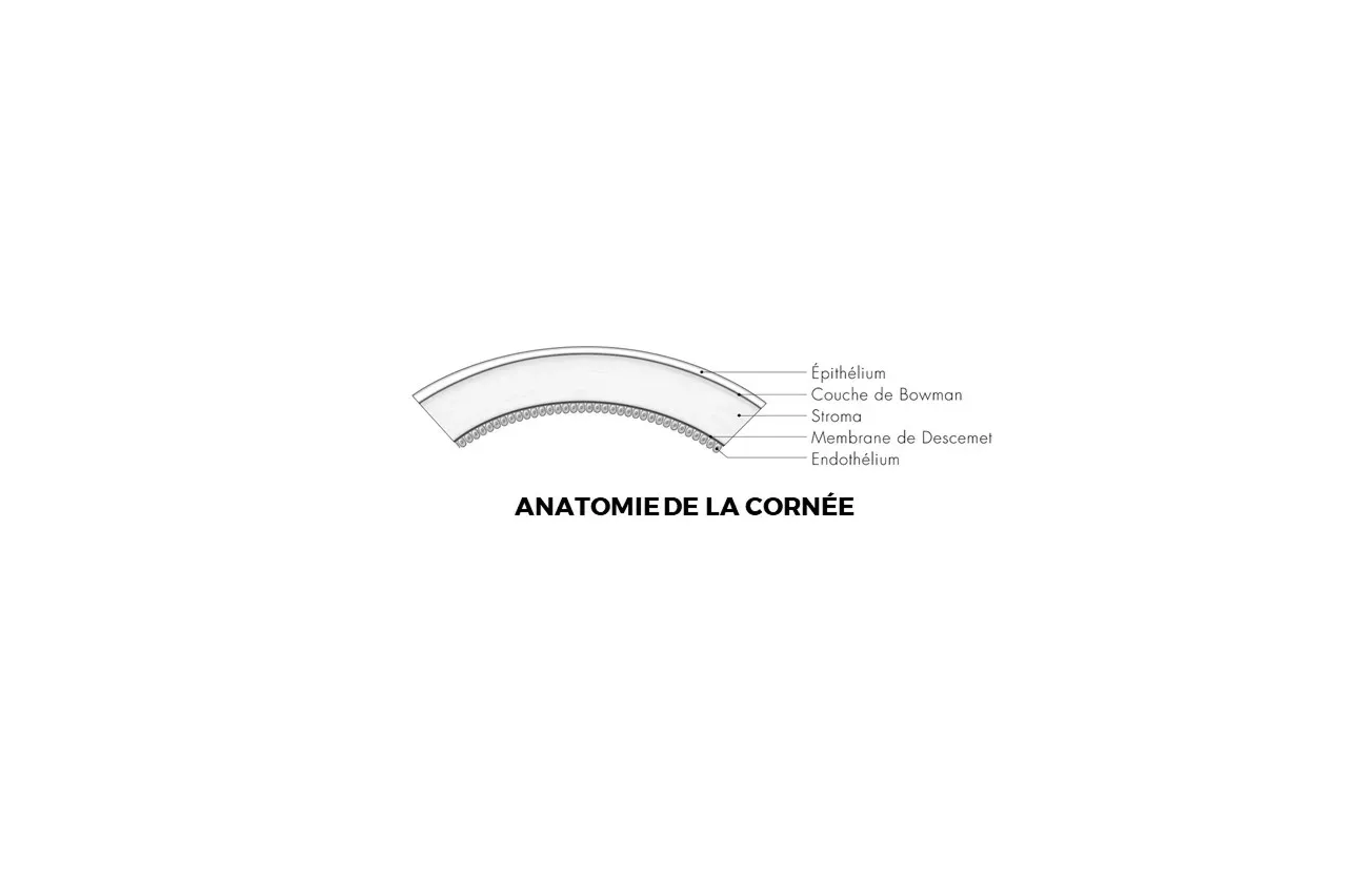 Anatomie de la cornée - Dr Kévin Pierné - Ophtalmologue à Montauban